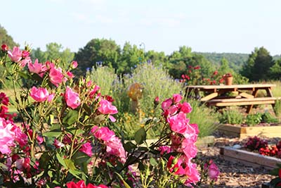 Flower garden at our studio.